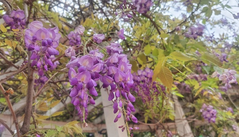 【桃園景點】龍德公園｜隱藏在社區公園內的紫藤花景點，彎月花廊垂掛著飄逸的紫色花串，每逢春天必成打卡熱點