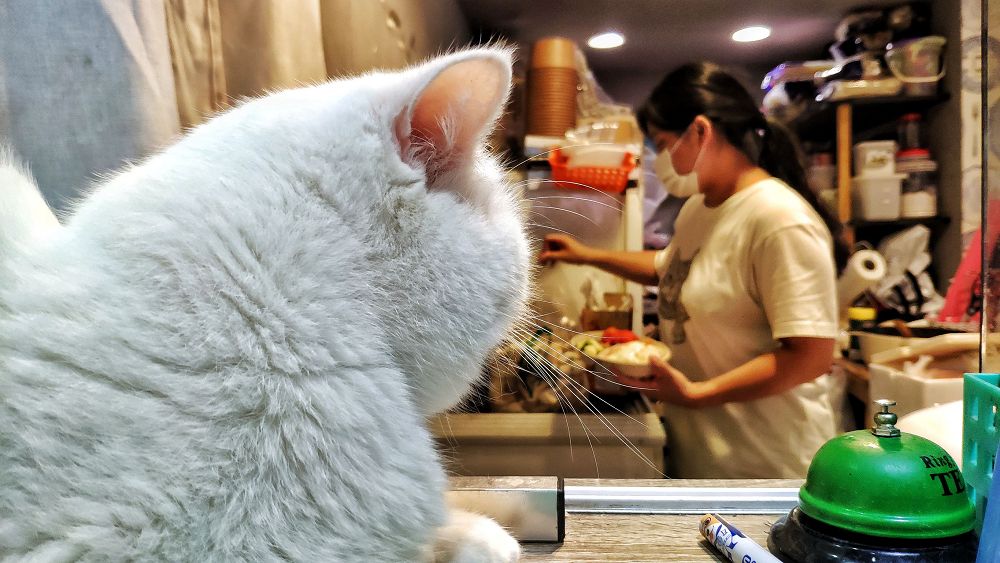 【新北美食】貓泰泰咖啡餐廳｜貓奴必訪！是貓的快樂天堂，也是美味泰食餐廳