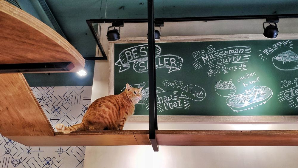 【新北美食】貓泰泰咖啡餐廳｜貓奴必訪！是貓的快樂天堂，也是美味泰食餐廳（已歇業）