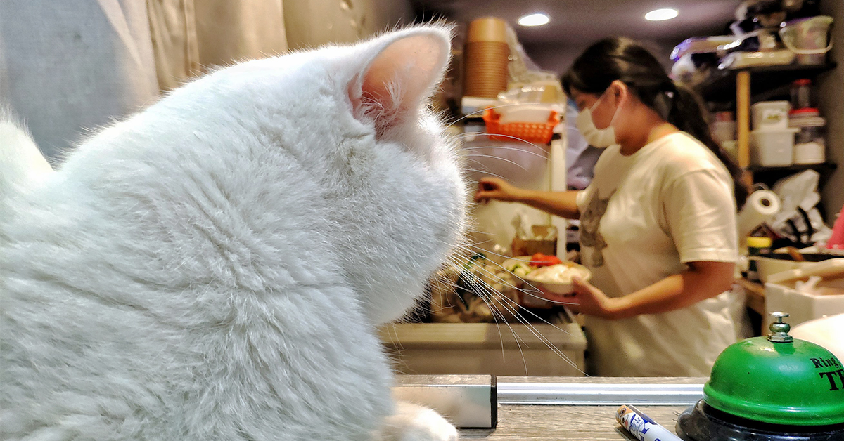 【新北美食】貓泰泰咖啡餐廳｜貓奴必訪！是貓的快樂天堂，也是美味泰食餐廳（已歇業） @下一站，天涯