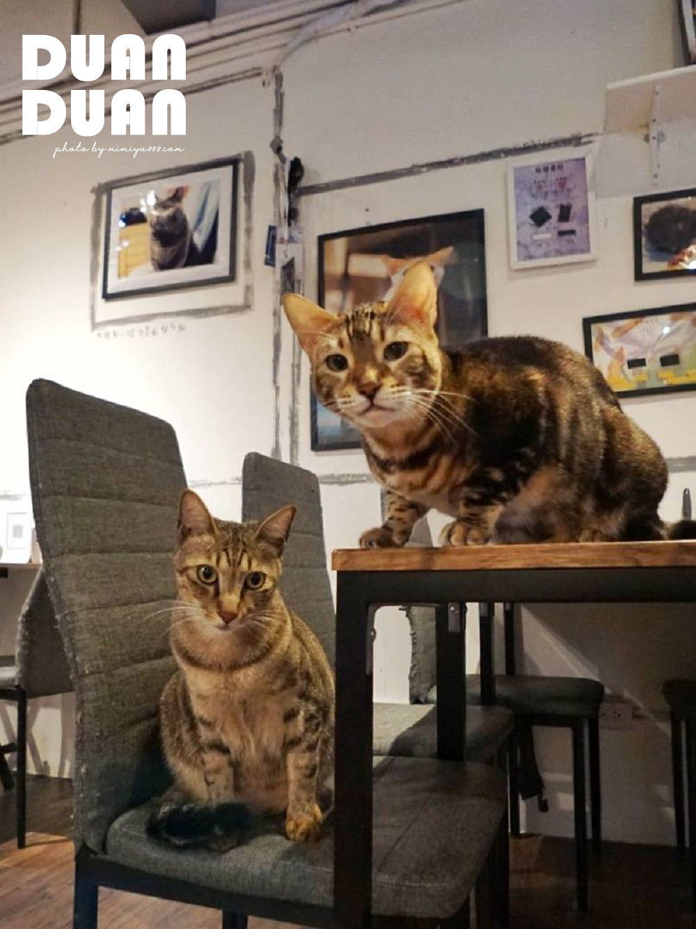 貓咖啡廳