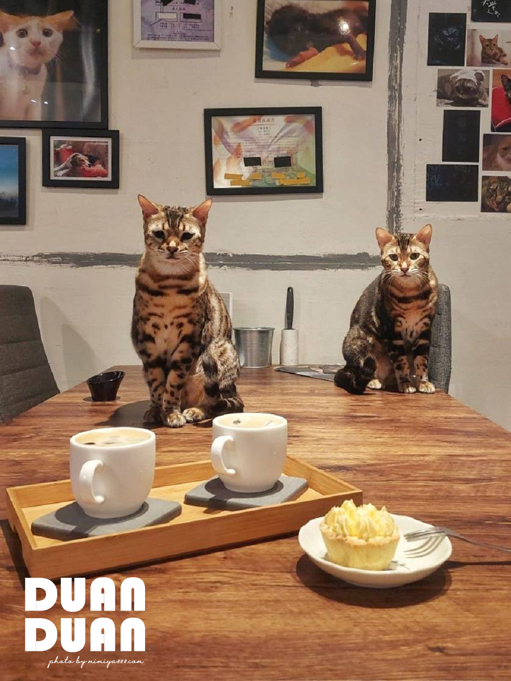 貓咖啡廳
