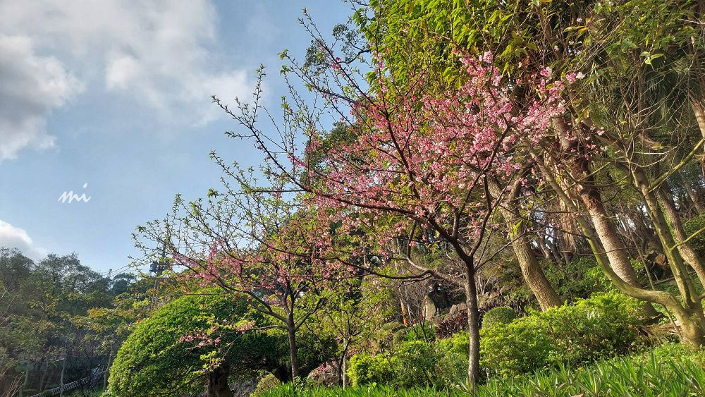 【桃園景點】壽山巖觀音寺｜來去百年古蹟觀音廟參拜，順遊秘境櫻花公園