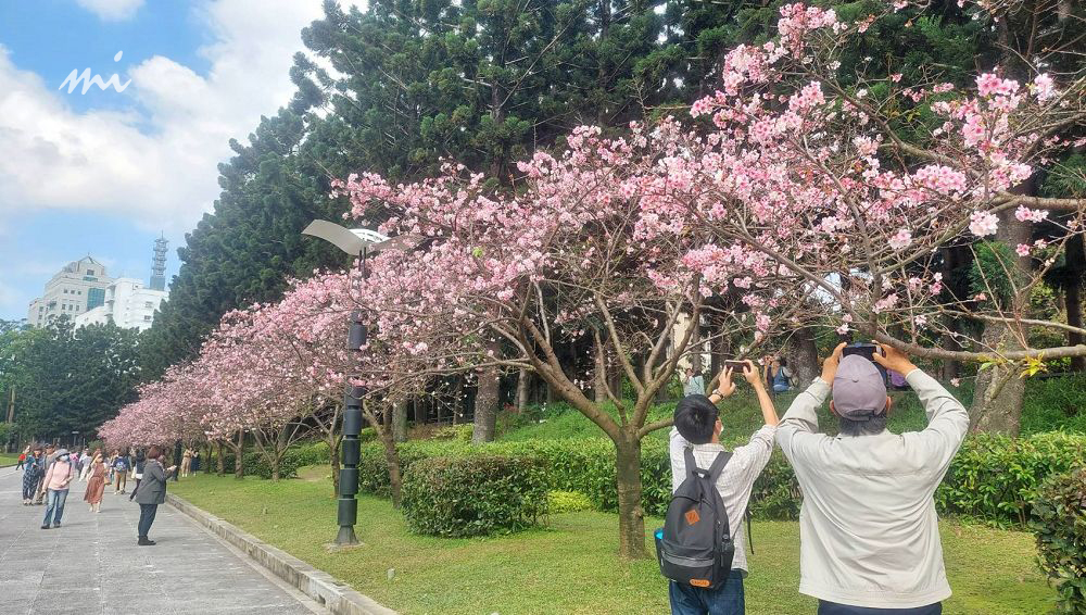 【台北景點】中正紀念堂｜一出捷運就抵達的賞櫻景點，粉爆櫻花大道以為一秒到日本