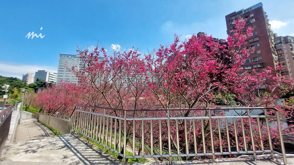 【台北景點】樂活公園｜每年1-3月最夯的溪畔櫻花步道，還能順遊內溝溪生態步道