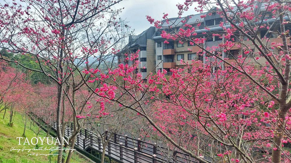 【桃園景點】長庚養生文化村｜超輕鬆的景觀休閒步道，現正迎來粉爆的櫻花，還有李花、落羽松可賞