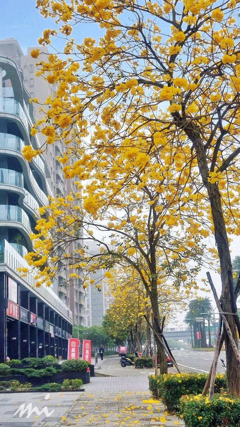 【追花熱點懶人包】最華麗的行道樹開花了，黃花風鈴木讓林口美出異國風采