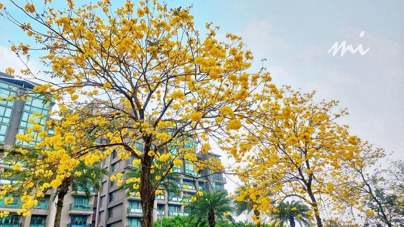 【追花熱點懶人包】最華麗的行道樹開花了，黃花風鈴木讓林口美出異國風采