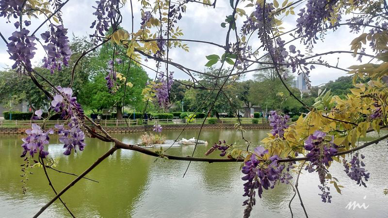 【桃園景點】大湖紀念公園｜埤塘畔的紫藤花和流蘇花齊綻放，風起花吹雪，有如偶像劇場景