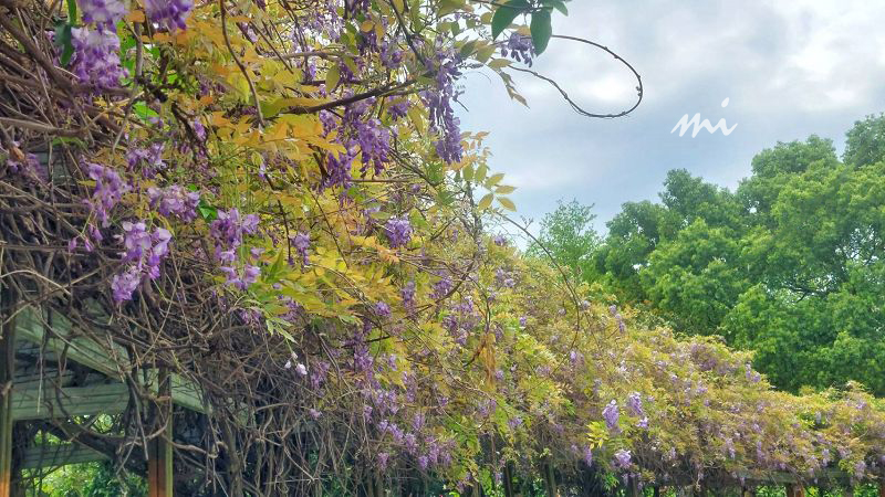 【桃園景點】元生公園｜在地最美紫藤花公園，150米紫色花瀑隨你拍，遍地紫花毯超浪漫