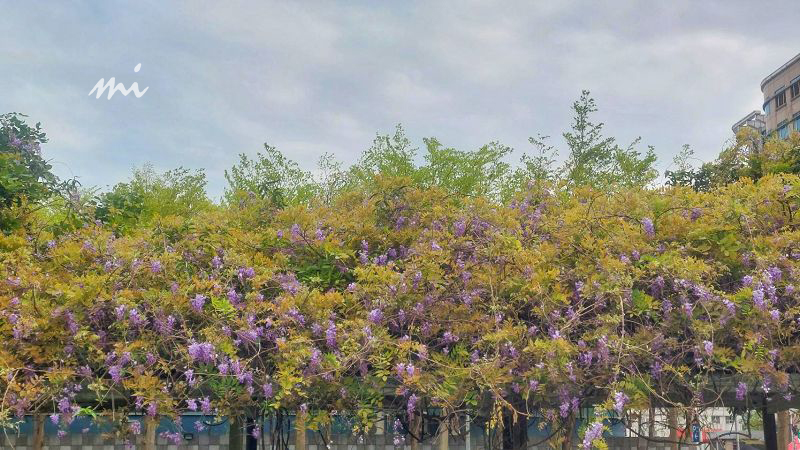 【桃園景點】元生公園｜在地最美紫藤花公園，150米紫色花瀑隨你拍，遍地紫花毯超浪漫