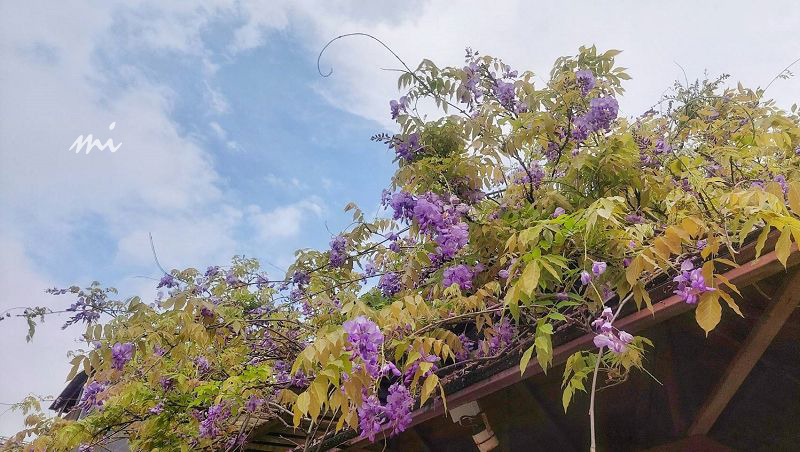 【台北景點】台北花卉村｜都市裡的秘密花園，買植物順便拍美照，紫藤花開得正美，入場、停車都免費