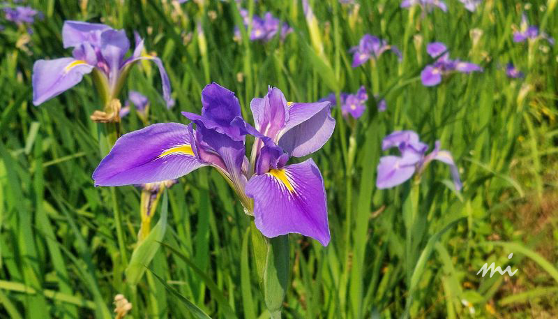 【新北景點】紫鳶農場｜山腰裡的鳶尾花秘境，紫、紅、白、黃四色花海大爆發