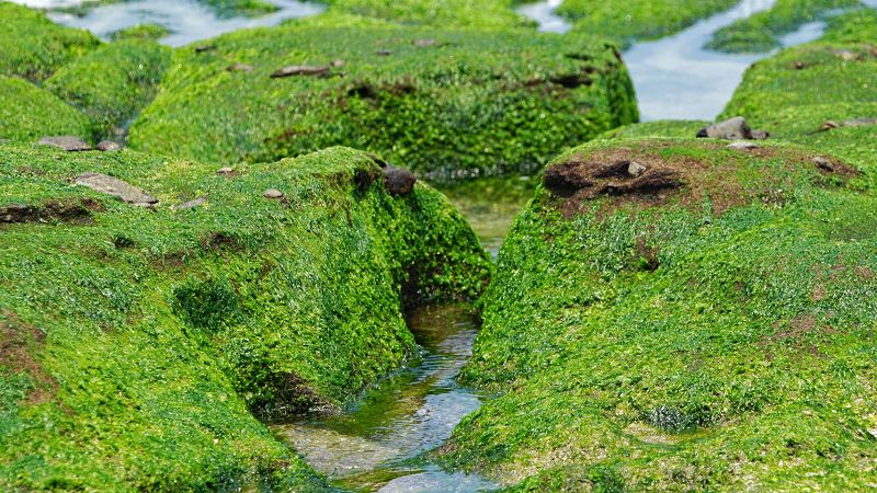 【新北景點】拍攝綠石槽懶人攻略！最美綠石槽秘境入口大公開，還要教你學會用手機輕鬆拍出仙境質感的抹茶海岸