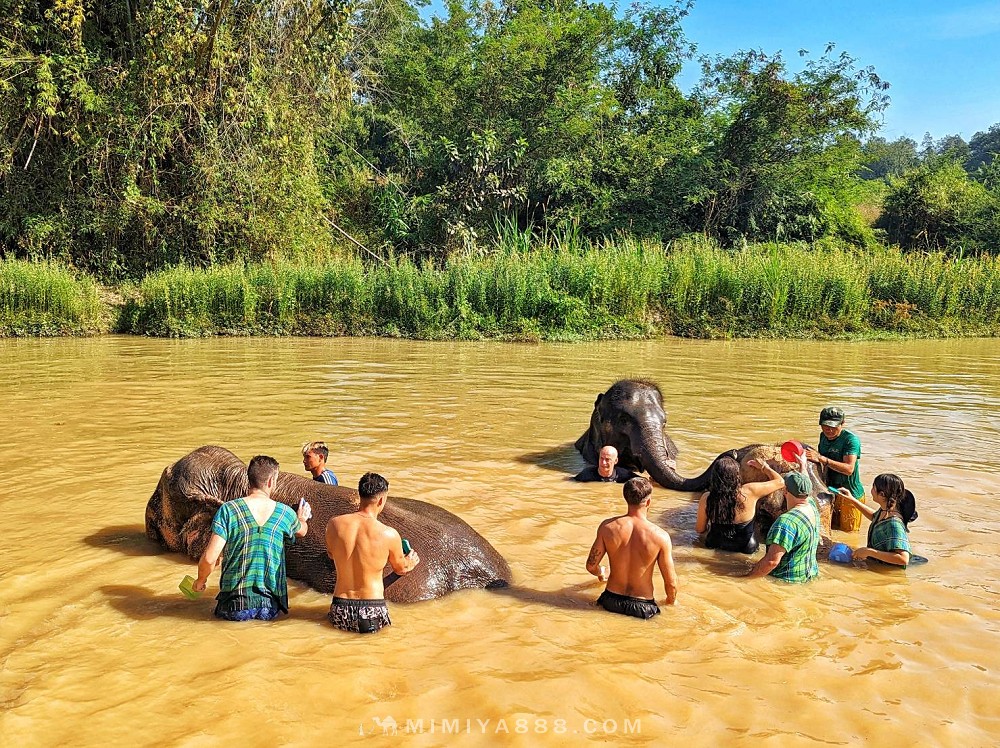 【泰國．清邁】清邁大象自然保護區半日遊，陪大象洗澡玩泥巴，近距離親近大象