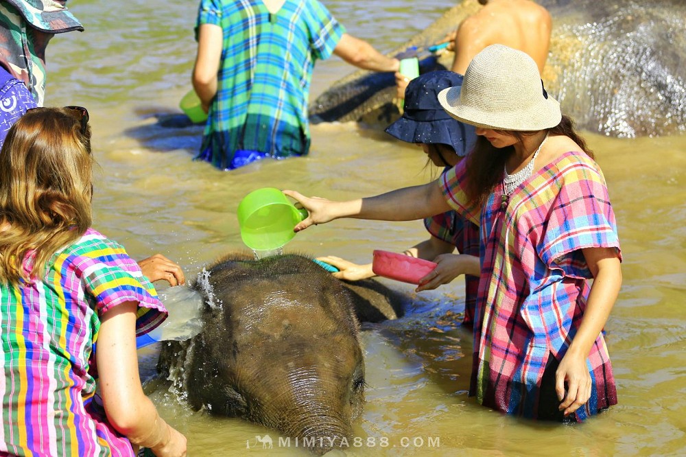 【泰國．清邁】清邁大象自然保護區半日遊，陪大象洗澡玩泥巴，近距離親近大象