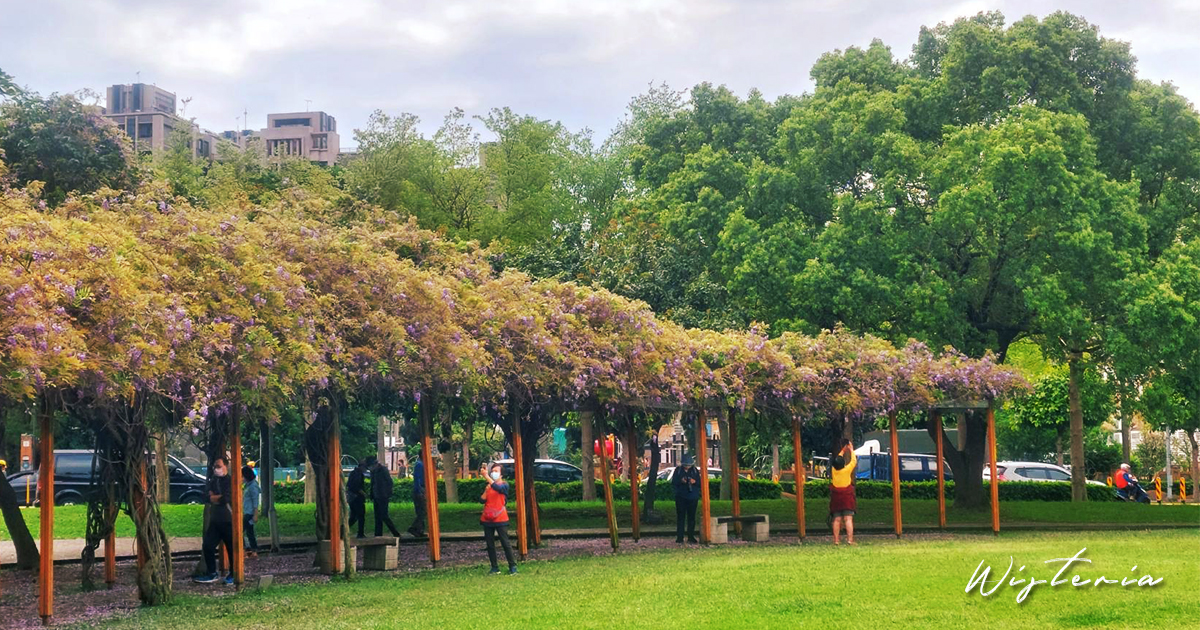 【桃園景點】龍德公園｜隱藏在社區公園內的紫藤花景點，彎月花廊垂掛著飄逸的紫色花串，每逢春天必成打卡熱點