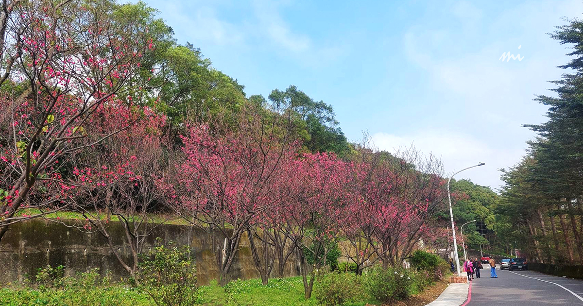 【桃園景點】長庚養生文化村｜超輕鬆的景觀休閒步道，現正迎來粉爆的櫻花，還有李花、落羽松可賞