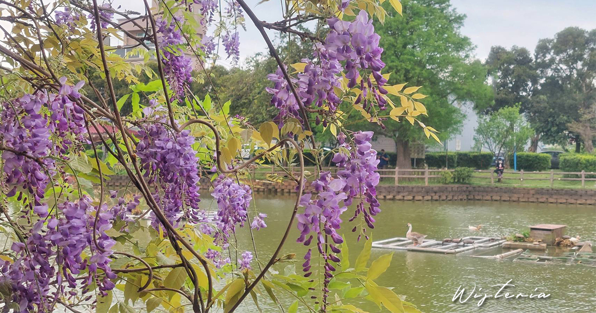 【桃園景點】大湖紀念公園｜埤塘畔的紫藤花和流蘇花齊綻放，風起花吹雪，有如偶像劇場景