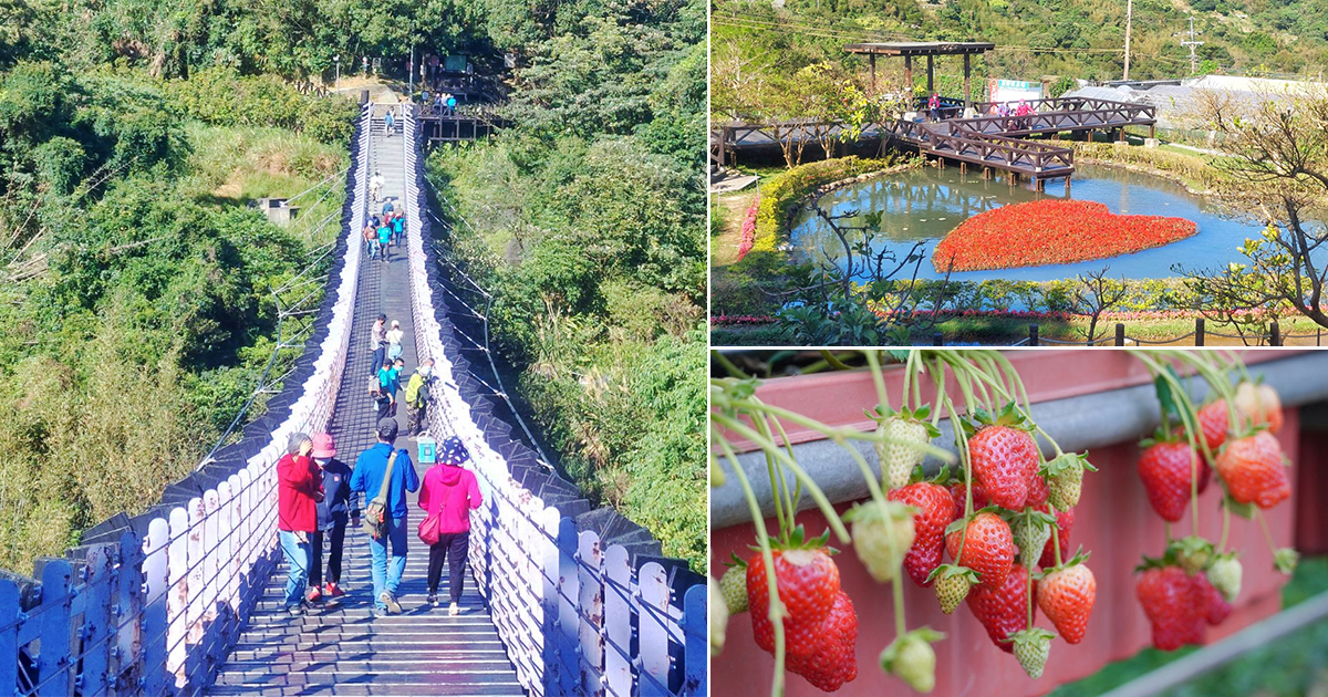 【台北景點】白石湖休閒農業區｜搭公車就能到的城郊景點，走過浪漫紫色吊橋去採有機草莓、大啖草莓大餐 @下一站，天涯